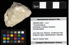 Foto (Objekt + Etiketten) von ? Goniodromites sp. 